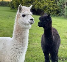 Alpaca Fleece ~ Fibre Natural Nesting Material for Birds~Crafts~untreated ap 50g