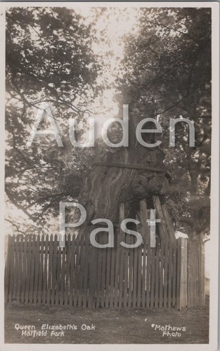 Queen elizabeth oak hatfield - oak,