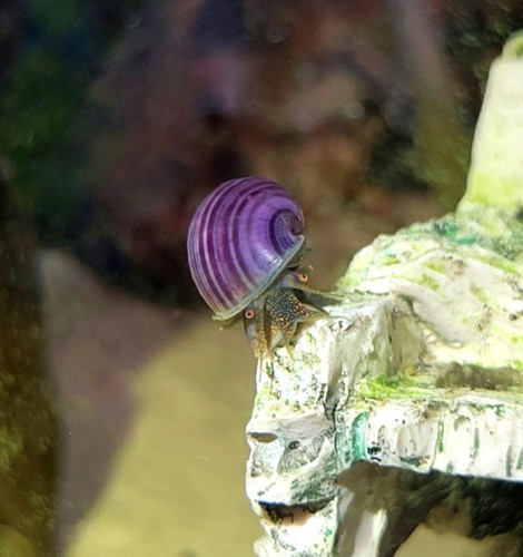 Purple mystery snails - mystery,