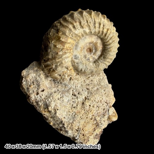 Strenoceras subfurcatum - cf.,