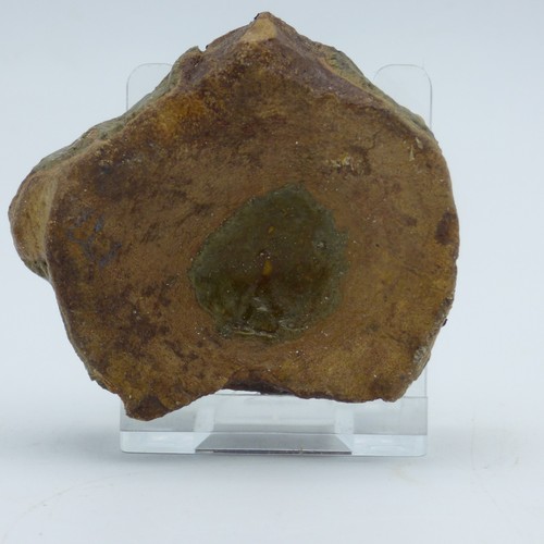 Fossil ichthyosaur communis - fossil,