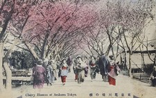 Arakawa, Tokyo, Cherry Blossom trees, Vintage Postcard