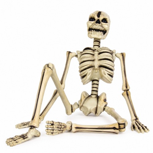 Human skeleton halloween prop - skeleton,