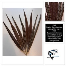 Cock Pheasant Tail Feathers