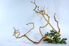 Manzanita Aquarium Driftwood
