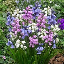 25 Wood Hyacinth Mix (Pack of