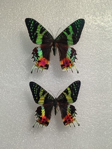 Chrysiridia rhipheus