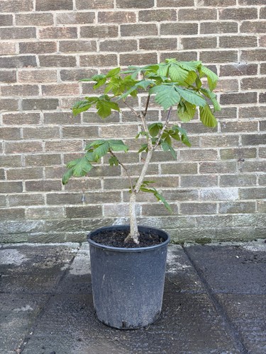 Horse chestnut tree - chestnut,