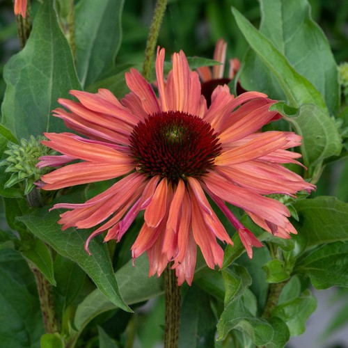 Echinacea fresco apricot - echinacea, 9cm