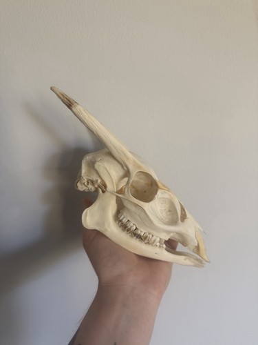 Muntjac buck skull taxidermy - muntjac,