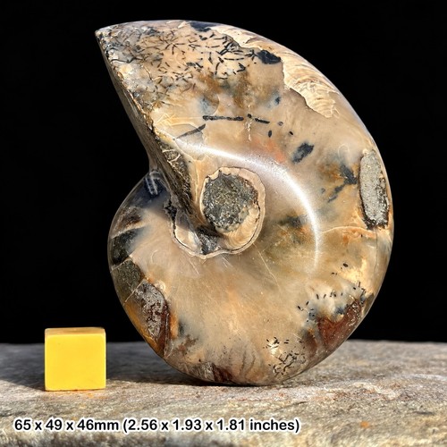 Nautilus fossil cretaceous - nautilus,
