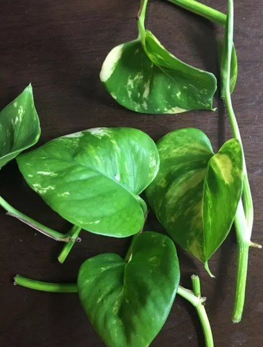 Pothos nitrate remover - pothos,