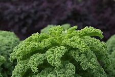Organic - Vegetable - Kale - Borecole Westland Winter - 20 Seeds