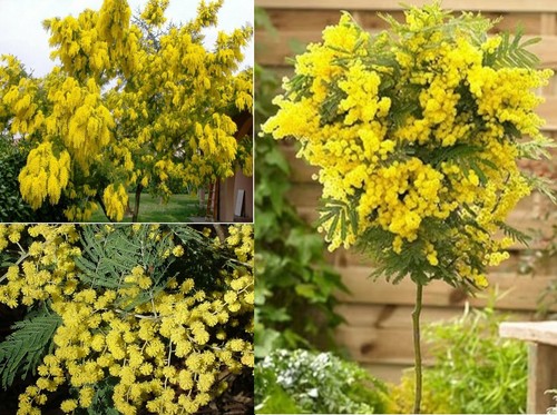 Silver wattle mimosa acacia - mimosa,
