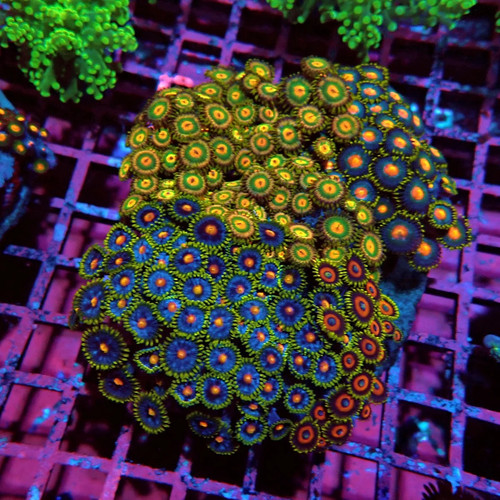 Wysiwyg zoas mix colony - zoas,