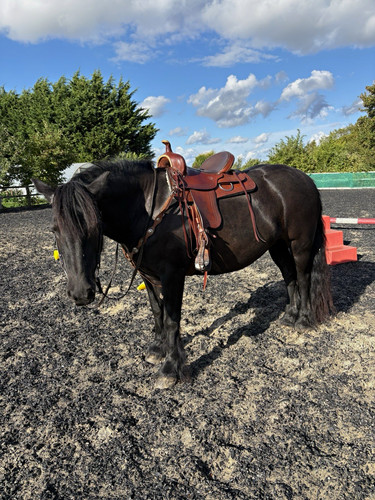 Saddlery circle m - saddlery,