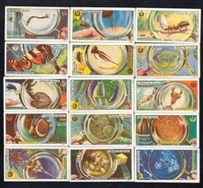 Typhoo Tea Trade Cards - Common Objects Highly Magnified - complete set