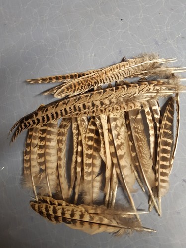 Feathers pheasant 30 - pheasant,