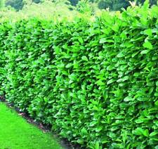 10 Large 3-4ft Cherry Laurel Evergreen Hedging Trees in 3L Pots By Direct Plants