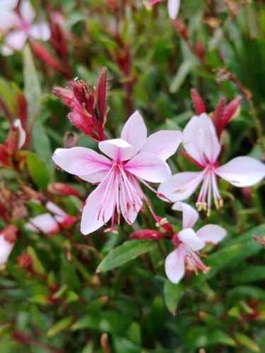 Oenothera whirling - 3, 'whirling