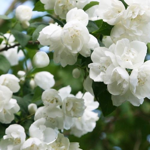 Philadelphus virginal mock - philadelphus,