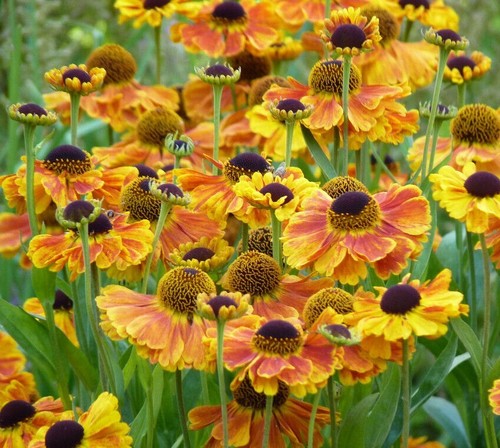 Seeds helenium sahin - seeds,