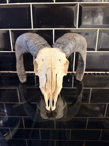 Real bulls skull taxidermy - bulls,