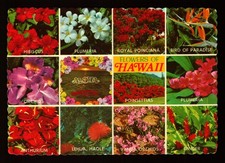 POSTCARD : HAWAII - FLOWERS OF