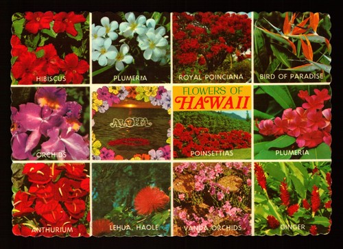 Postcard hawaii flowers - :,