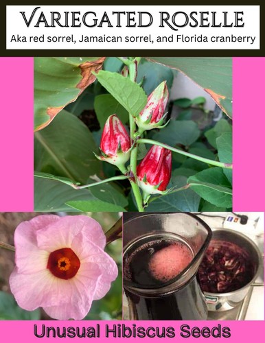 Variegated roselle - 50,