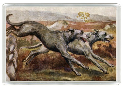 Deerhound dog fridge - dog,