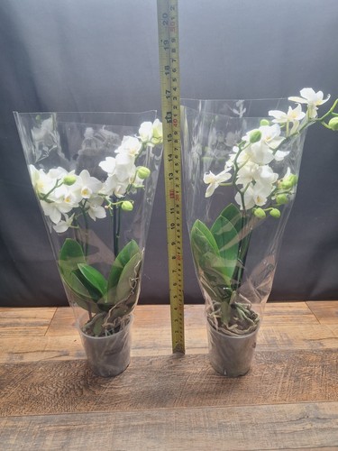 Orchids phalaenopsis white - orchids,
