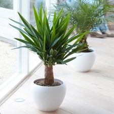 Yucca elephantipes plant - yucca,