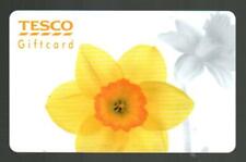 TESCO ( UK ) Yellow Daffodil (