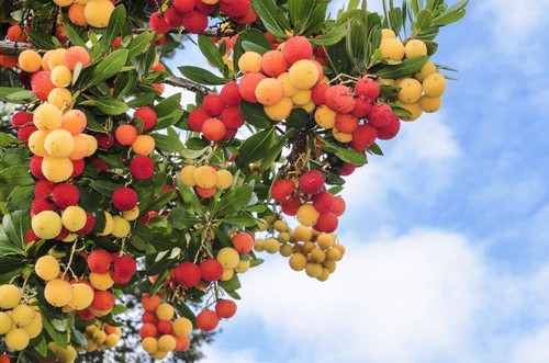 Strawberry tree seeds - 10,