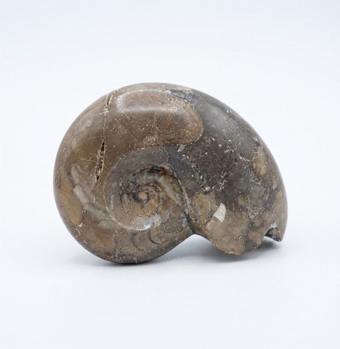 Authentic large fossil - authentic,