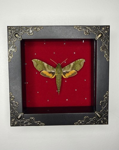 Pluto sphinx hawk moth - sphinx,