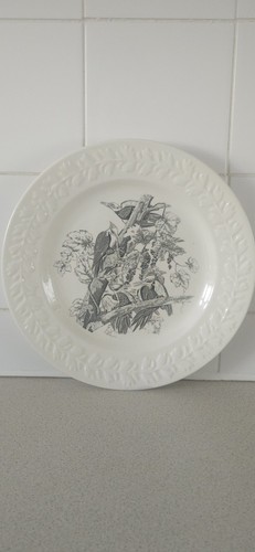 Vintage birds america - of,
