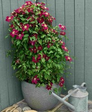 Clematis Elpis - Shortlisted Plant of the Year - 1 x 7cm pot