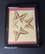 Vintage Framed Real Butterfly Display North American Giant Swallowtails