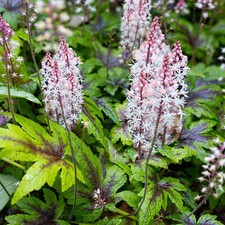 Tiarella Sugar and Spice