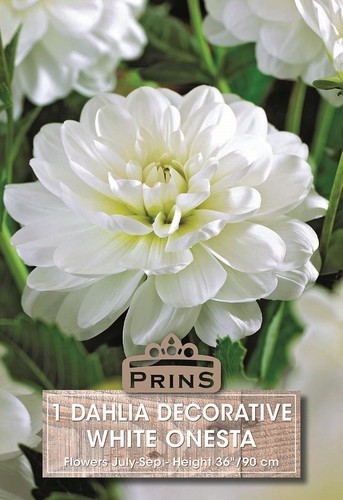 Dahlia white onesta wpc - dahlia, onesta'
