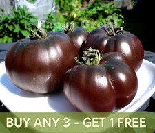 VEGETABLE SEEDS TOMATO BLACK -