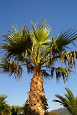 Washingtonia robusta (Mexican