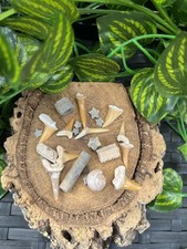 Mini Fossil Mix in Glass Bottle – Shark and Ray Teeth – Crinoid stars and stems