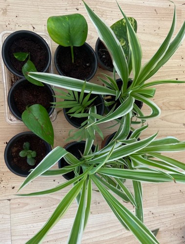 Live plants spider plant - 9x,