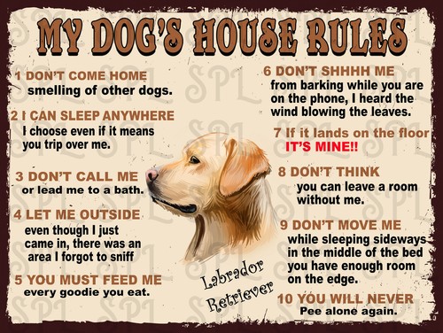 Labrador retriever dog s - retriever, my
