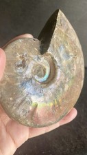 Ammonite Fossil Flash Large
