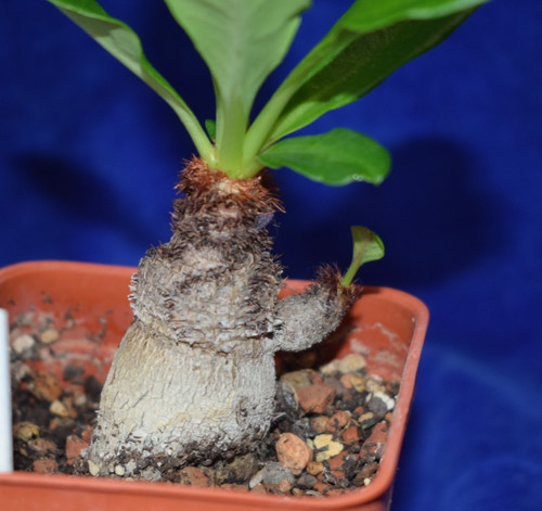 Rare euphorbia ramena cactus - rare, &