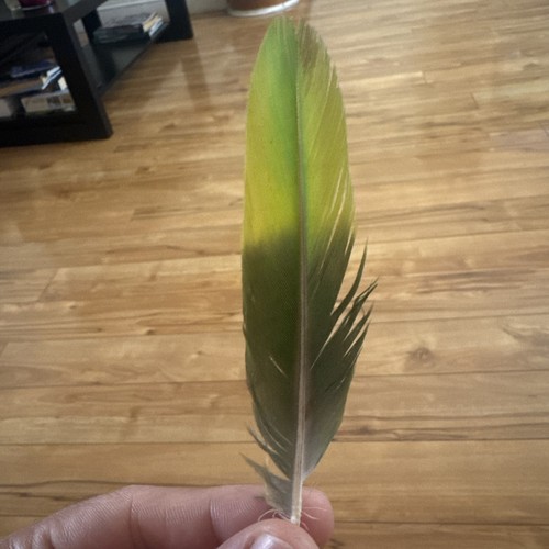 Feathers premium quality - (5, )premium